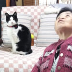 猫はカメラ目線で、お母さんは天井を見ている画像