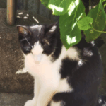 アジサイの枝の下の日陰で休んでいる猫の画像