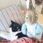 ここ(猫)が寝ている横にうさぎのぬいぐるみがいる画像とここちゃん置いてどこ行くの?というテキスト