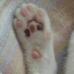 猫の手(やわらかそうな肉球を触って落ち着きましょう)