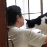 ここ(猫)に話しかけている母の画像