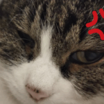 目つきの悪い猫の額に、怒りのマークがある画像