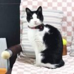 猫(ここ)の画像