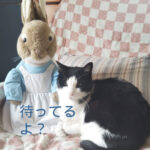 ここ(猫)とうさぎがソファでくつろいでいる画像。「待ってるよ」の文字付き