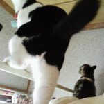 元気に遊んでいるここ(猫)の画像