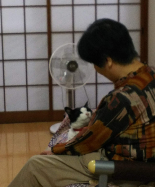 母と母の膝の上に座るここ(猫)