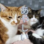 何かを疑っていそうな目つきの2匹の猫と「あやしい」という文字の画像