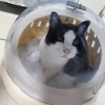 キャリーバッグに入ったここ(猫)の画像