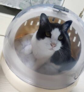 キャリーバッグに入ったここ(猫)の画像