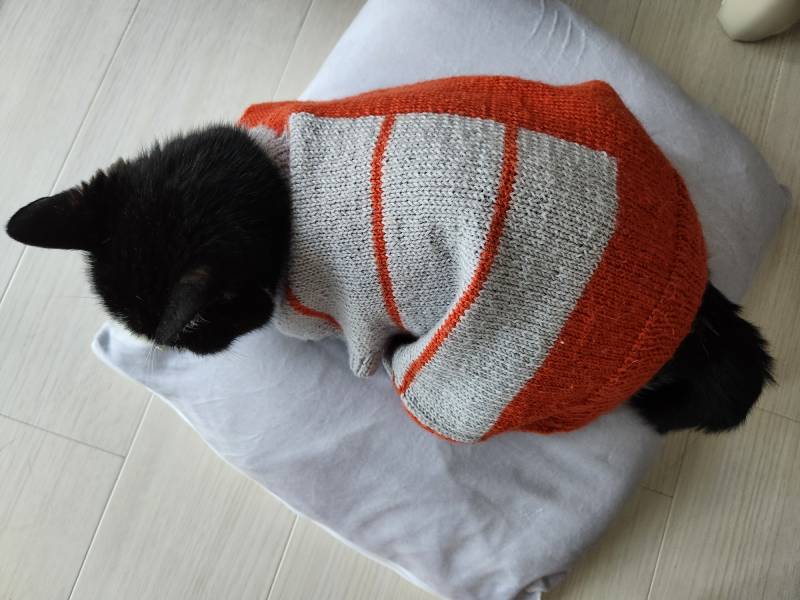 毛糸のベストを着たここ(猫)の画像