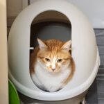 猫トイレでしている最中の猫の画像