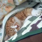 こたつ布団から顔と左手だけ出して寝ている猫（元野良猫）の画像
