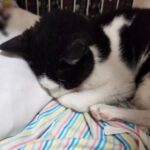 大きなクッションを枕に寝ている猫の画像