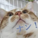 斜め上を向いてビックリ顔の猫と「ナン！」の文字の画像