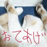 両手を上げてひっくり返る猫の画像