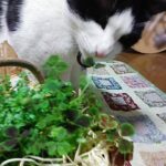 クローバーの鉢植えと猫のここの画像