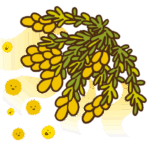 杉の枝に咲いた花から飛び散っていく花粉のイラスト