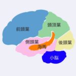 脳の6つの部位の位置関係を示したイラスト