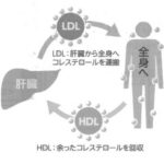 コレステロールの働きの図解