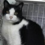 ここちゃん（猫）の画像