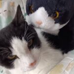 猫と母へのプレゼント用に買った猫のぬいぐるみの2ショット