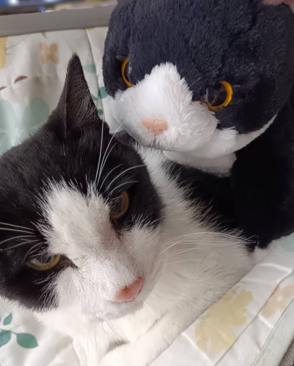 猫と母へのプレゼント用に買った猫のぬいぐるみの2ショット