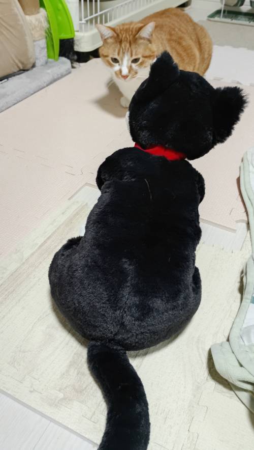 お座りした猫のぬいぐるみにビビる猫の画像