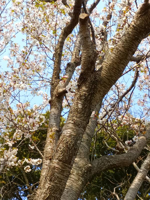 五分咲きくらいの桜の木を見上げて撮影した画像