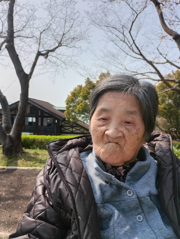 晴れて暖かい春の日に、冬仕様のジャケットを着て桜の木のある公園に出かけた母の画像