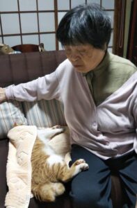 迷い込んで寝てしまった野良のお曲がり猫にタオルを掛けてあげる母の画像