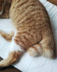 2か所で曲がっている猫のしっぽの画像