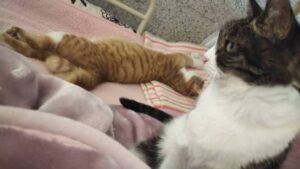 のびのびと寝る野良猫とそれを横目に見ている猫の画像