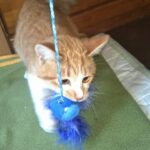 羽根の付いたおもちゃを咥えている猫の画像