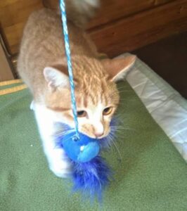羽根の付いたおもちゃを咥えている猫の画像