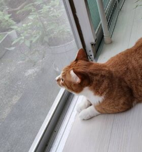 窓際に座って外を眺めている猫の画像
